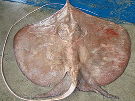 Sting Ray